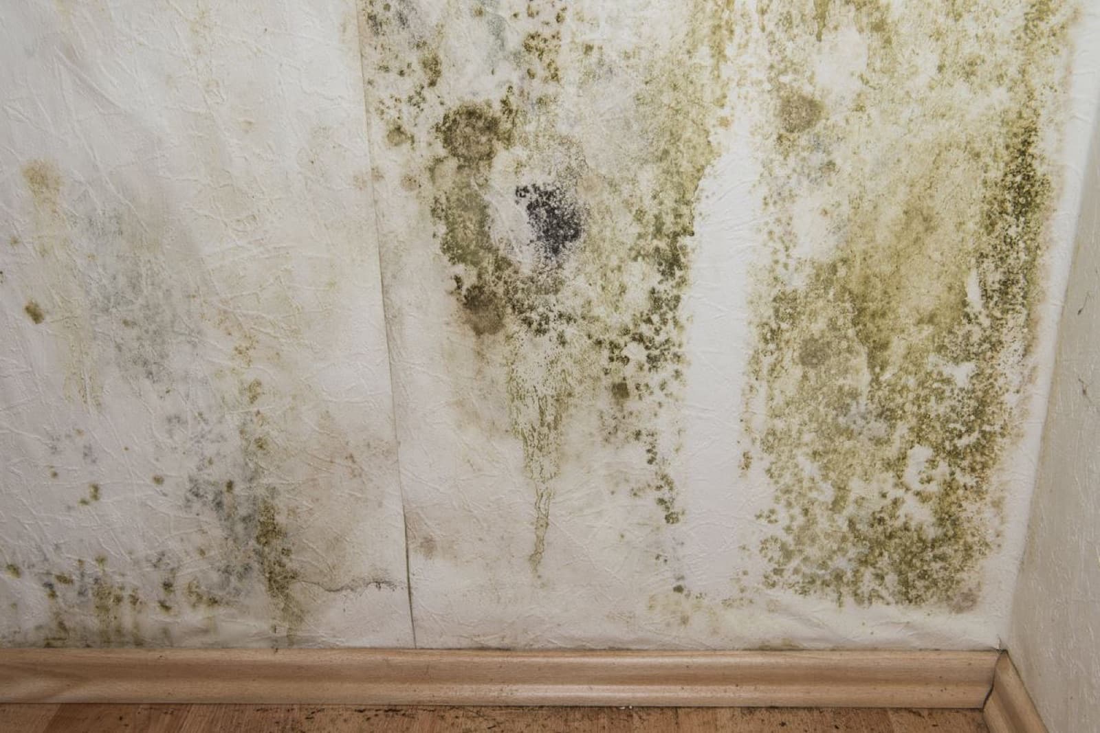 Vochtbestrijding: schimmels in huis