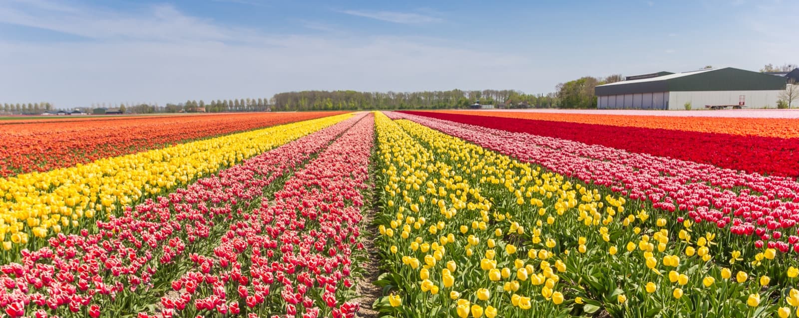 Vochtbestrijding: vochtbestrijding in flevoland