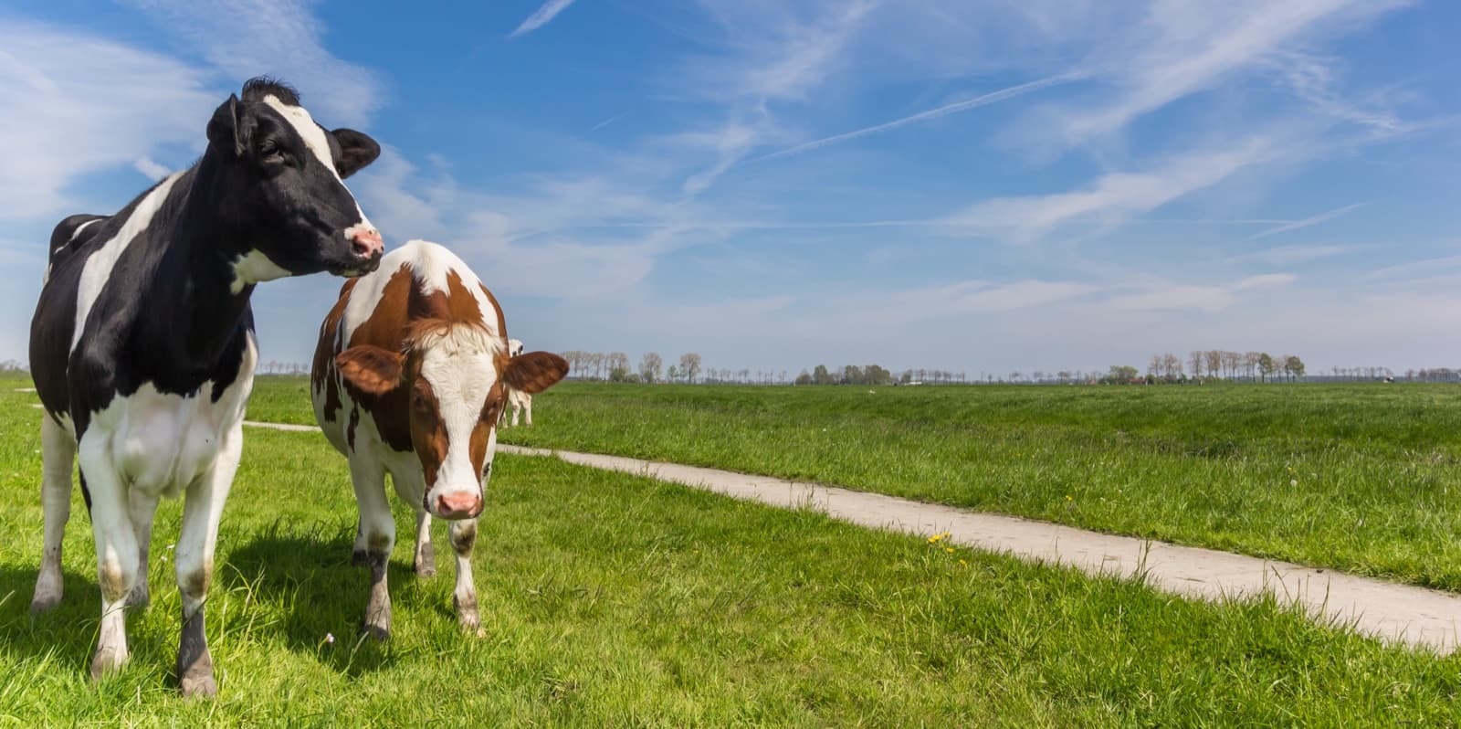 Vochtbestrijding: vochtbestrijding in groningen
